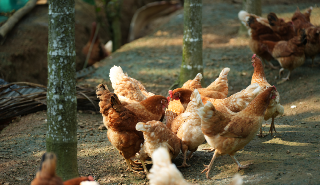 FARM2@32