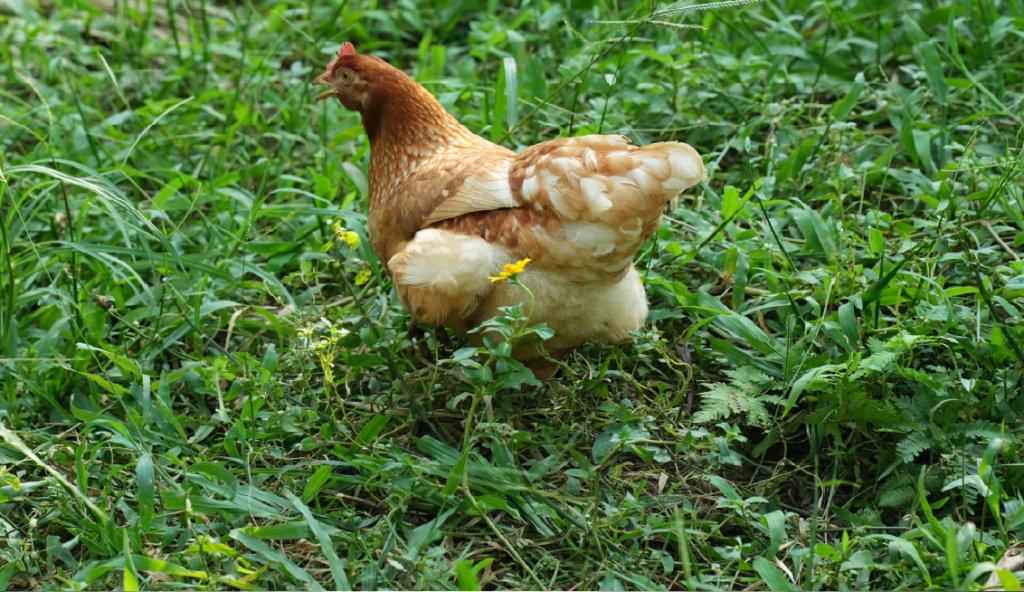 FARM3@32